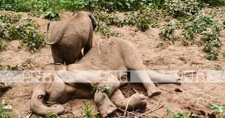 মৃত পুরুষ বুনোহাতির পাশে স্ত্রী হাতি